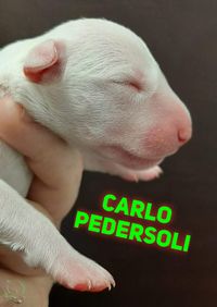 Carlo Pedersoli2