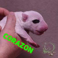 Corazon 2
