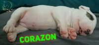 Corazon2