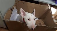 Bella in the box